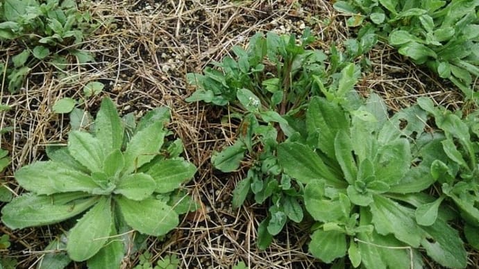 玄米食とか野草とか何とか