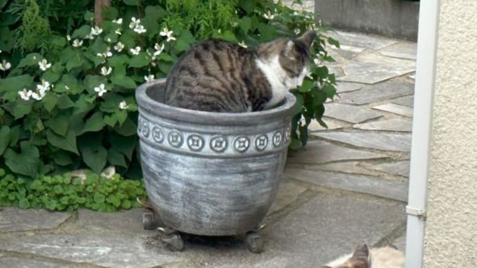 外猫さんにベットにされた大きな植木鉢