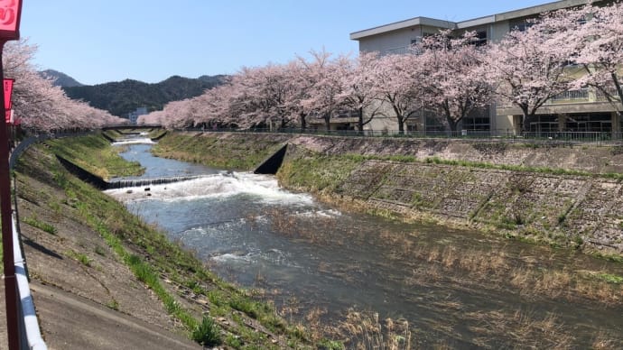 桜街道健在！　　かな？