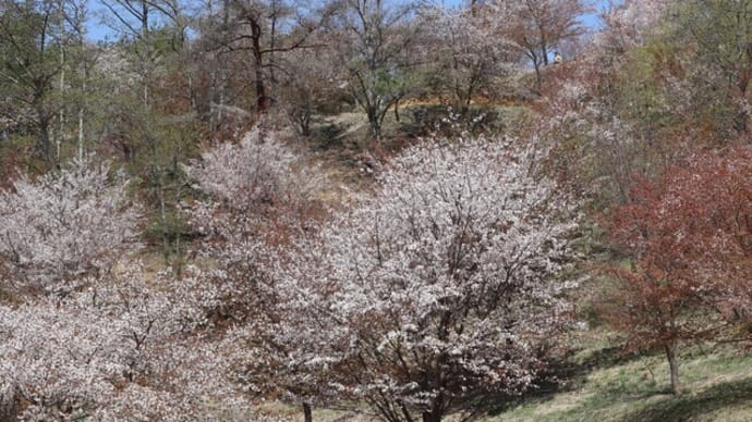 峠の山桜🌸