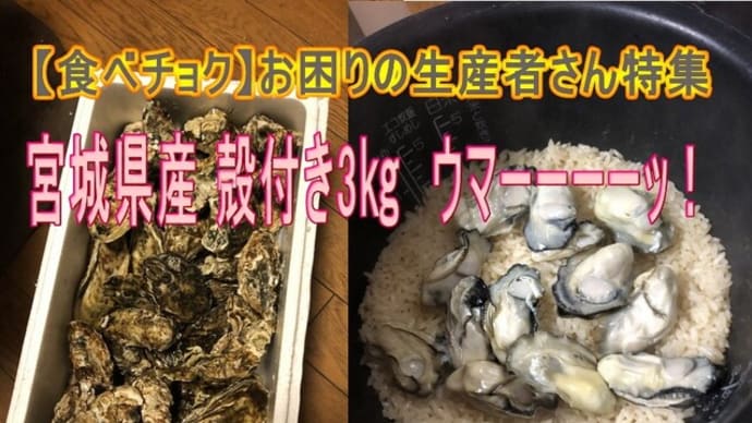 【食べチョク】宮城県産 殻付き 牡蠣（無選別牡蠣）３ｋｇ美味しかった！＜#農家漁師からのSOS 