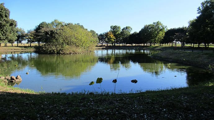 公園の池