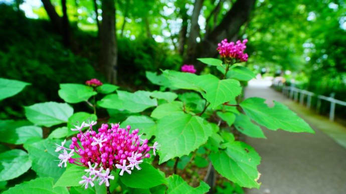 ボタンクサギ、アベリアの花とヒヨドリ(赤塚植物園 2023.6.24撮影)