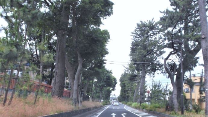 久しぶりの外出 旧東海道 松並木⇒買い物