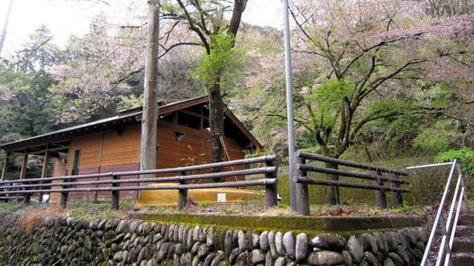 春の鎌北湖 (少し遅かった・・)