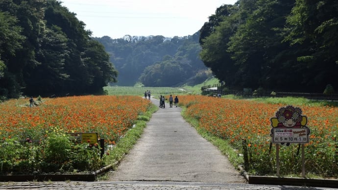 コスモス・ジニア狩り 神奈川県横須賀市神明町 くりはま花の国:コスモスまつり(1)キバナは見頃