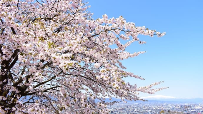 丘のうえの白い桜、青天なり。
