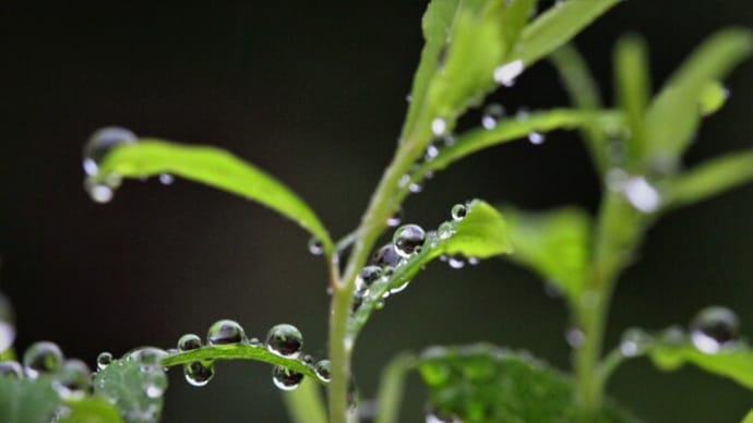 Rain 秦 基博