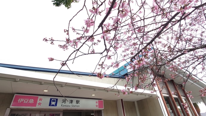 河津桜の満開が近づいて来ました。（その１）