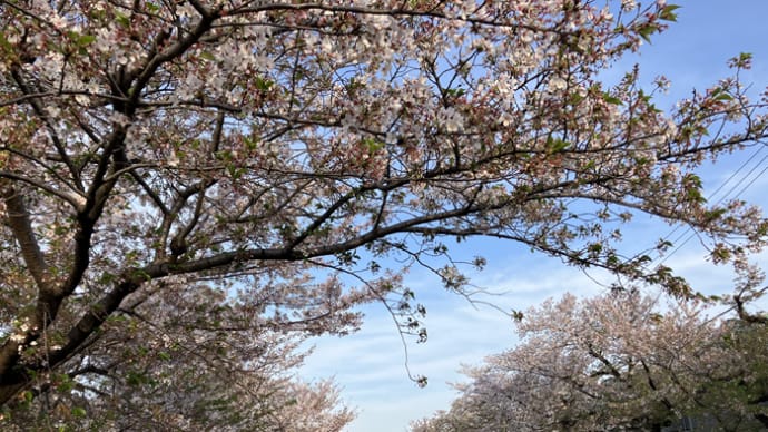 桜の春が去って行く