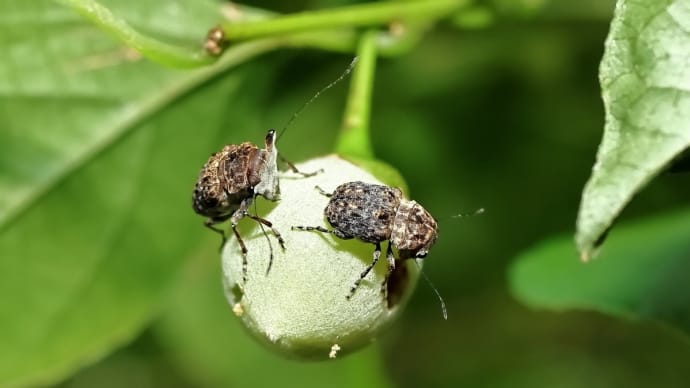 エゴヒゲナガゾウムシとトウキョウヒメハンミョウ!