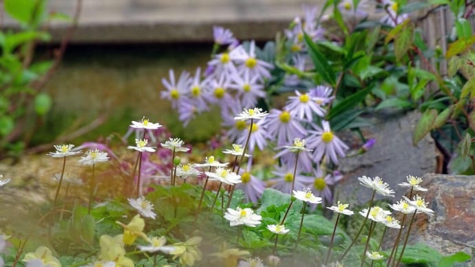 坪庭にて：いま、咲いている花を一つ、二つ、･･････