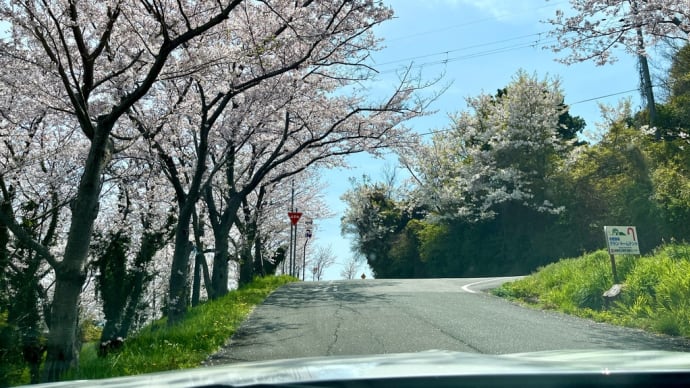 桜ドライブ