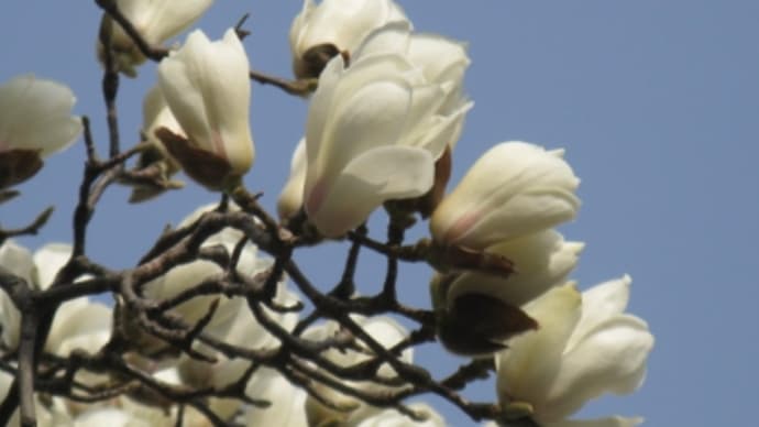 木蓮とこぶしの花について訂正です