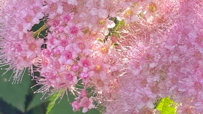 名勝史跡・東京都《向島百花園》