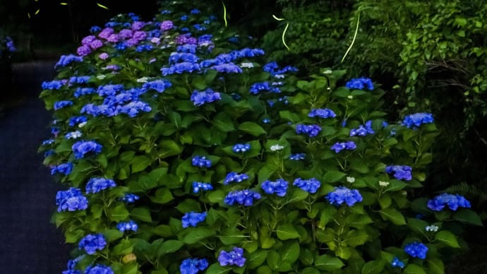 紫陽花と蛍 その3