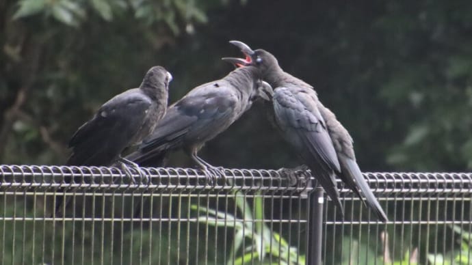 ハシブトカラスの交信