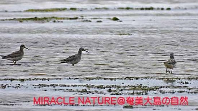 旅鳥、続々到着 その4
