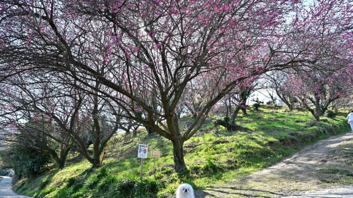 七折の梅園