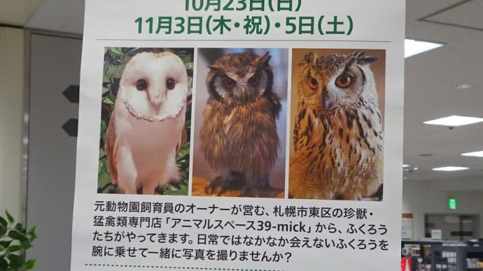 ふくろう腕乗せ体験