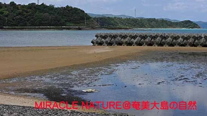 喜瀬干潟で鳥見:チュウシャクシギ