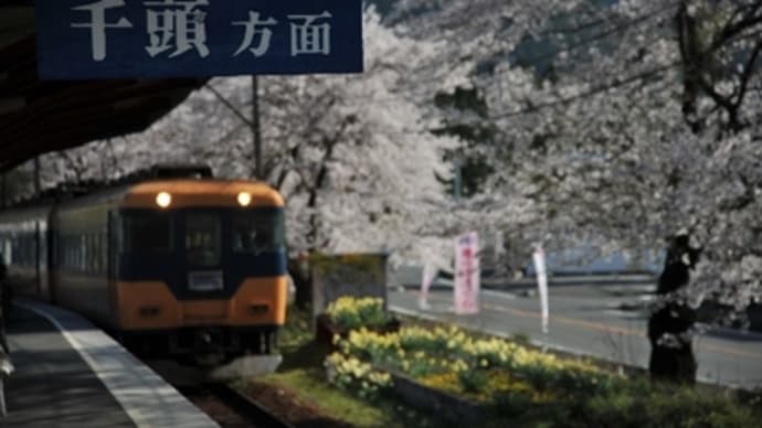 大井川鉄道のサクラ