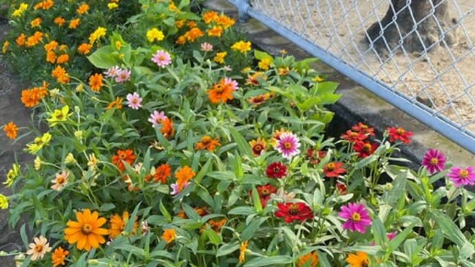 帯小花壇、夏の草取り