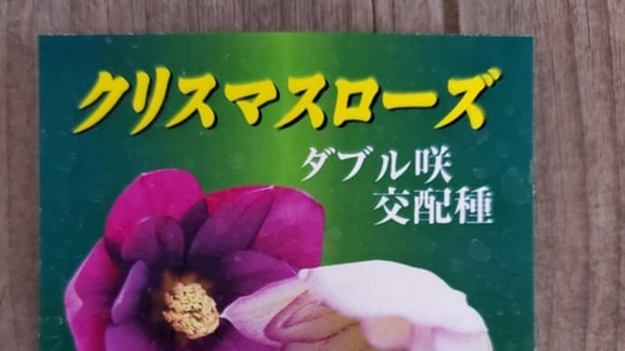 クリスマスローズ