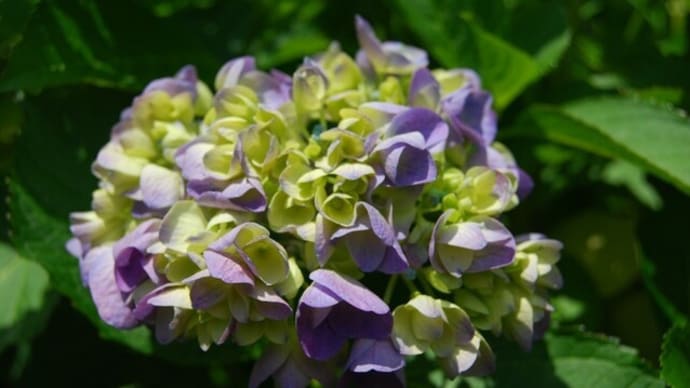 紫陽花とフリーマーケットとゴーヤーチャンプルー