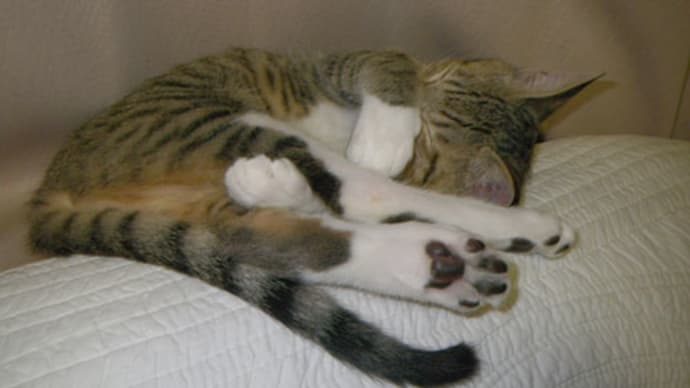 猫と羊羹