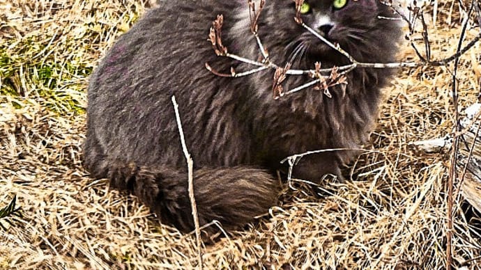 出入り禁止のモフ黒猫・ニャン吉が我が猫額庭園への侵入の機会を覗っています