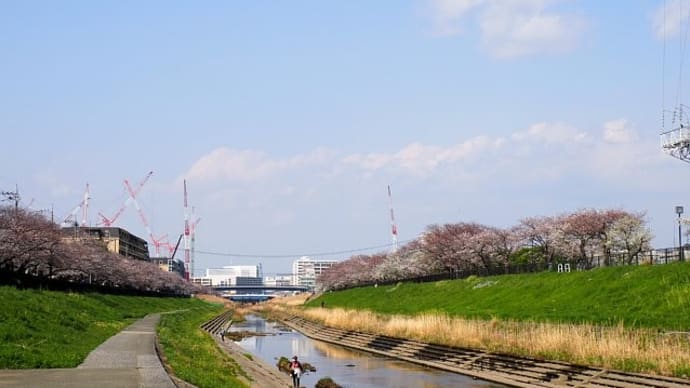 柏尾川プロムナードの桜散歩