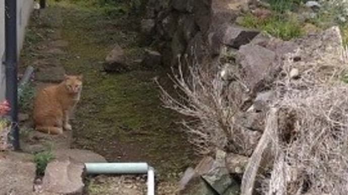 箱根8里は・・・バスで越せるぞ