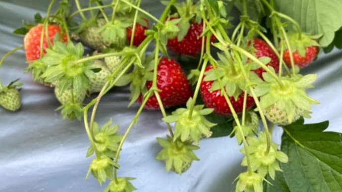 本日開園しました🍓