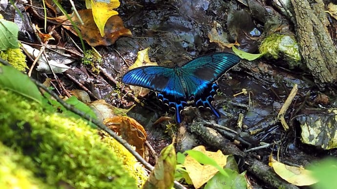 ★牛伏川流域は凄く涼しく🦋ミヤマカラスアゲハがいた② 2024