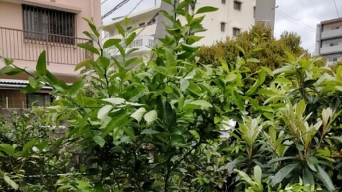 庭の果物たち