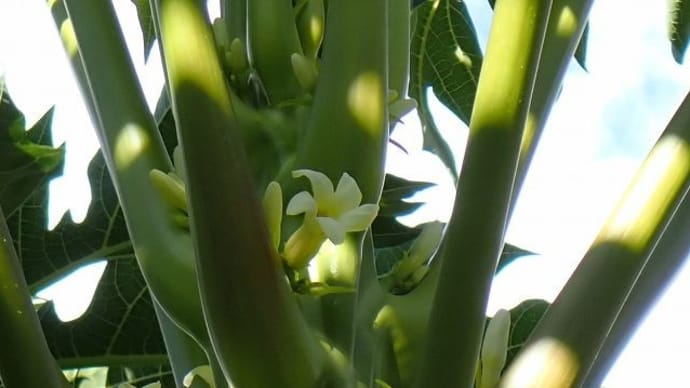 papaya