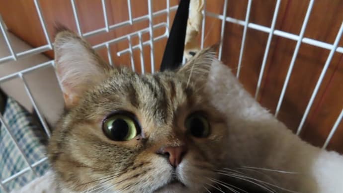 突然の侵入者に大騒ぎ(◎_◎;)