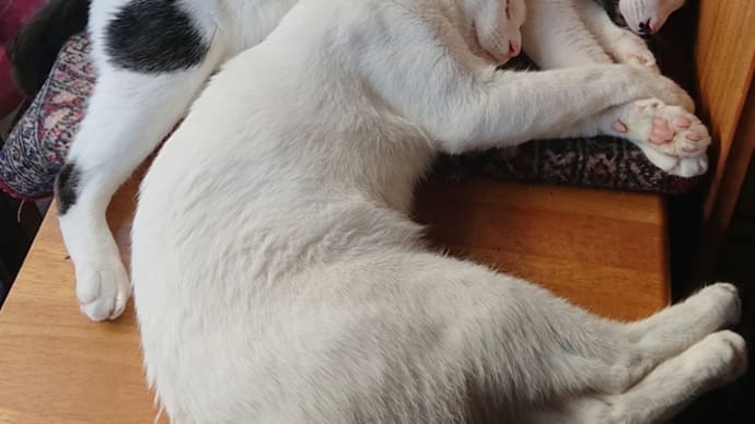夏仕様へ