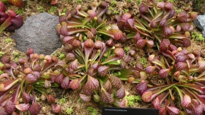 食虫植物展で
