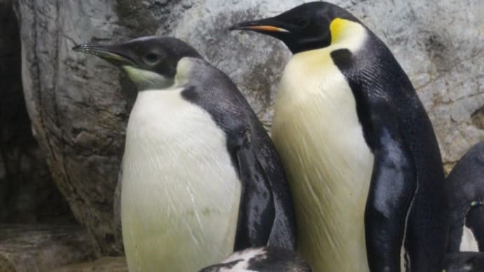 皇帝ペンギン、成鳥と亜成鳥