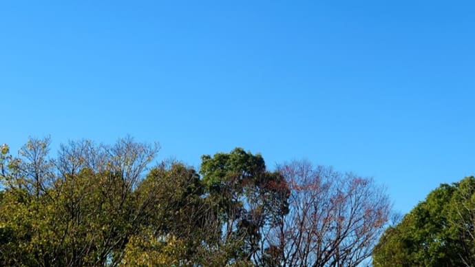 穏やかな天気の土曜日でした!