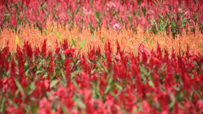 森林公園の羽毛ケイトウ2019