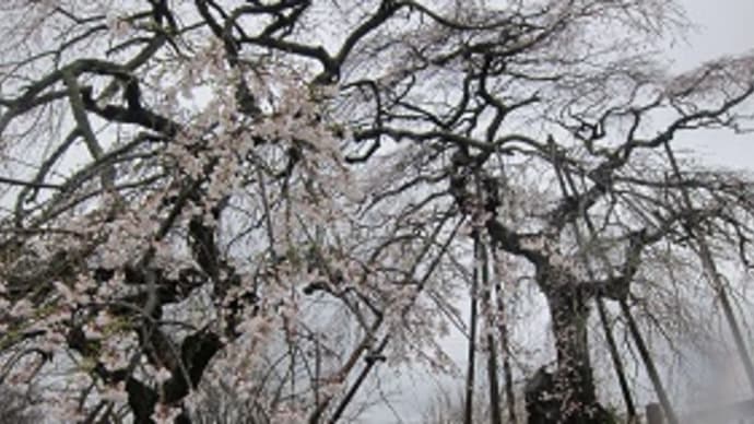 2015宝泉寺の枝垂れ紅桜