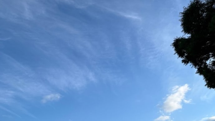 栗の花と朝顔とフウセンカズラとブルーベリーの実🫐