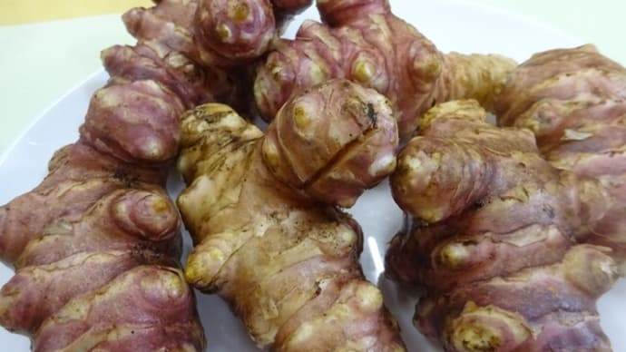 ＜赤菊芋＞　フランス原産種　・・菊芋専門店　/ 神奈川県相模原市