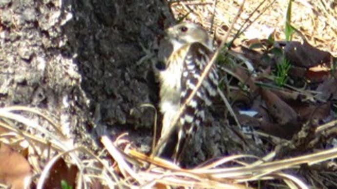 コゲラ “Japanese Pygmy Woodpecker”