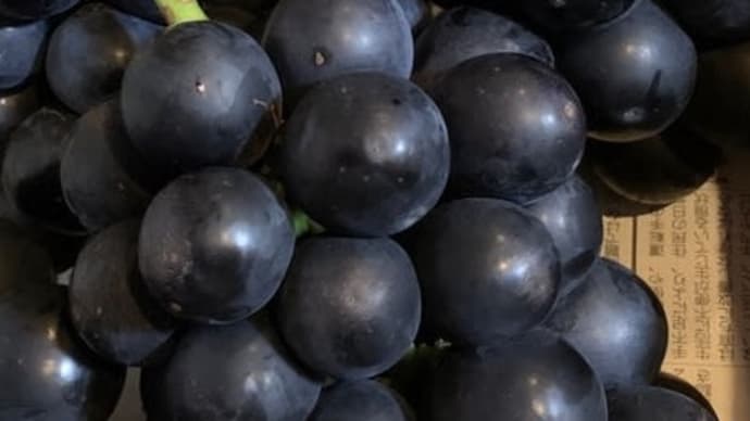 長野県須坂市のぶどう🍇