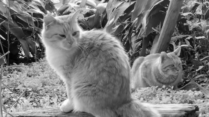 猫の森の美しさ