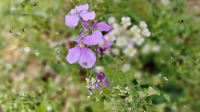昔馴染のぺんぺん草